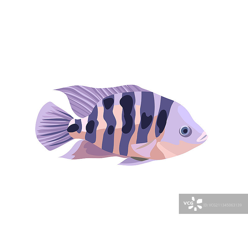 卡通慈鲷鱼图案图片素材