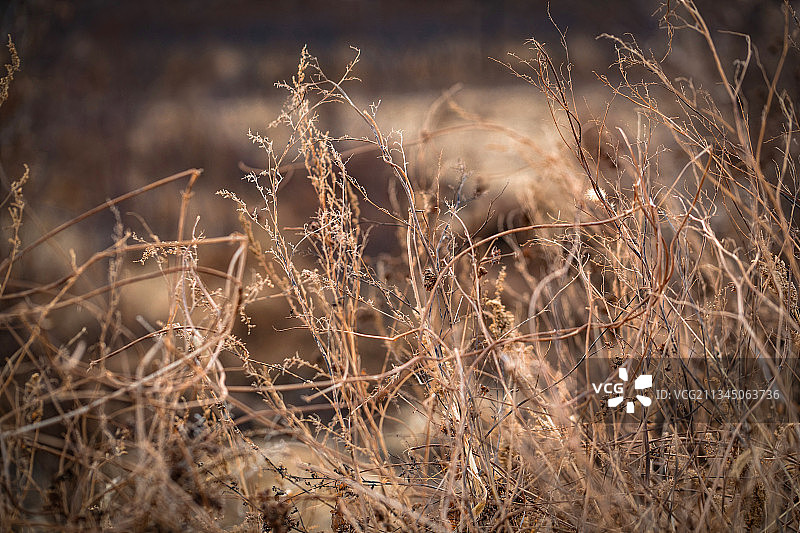 深秋野外枯黄的植物特写图片素材