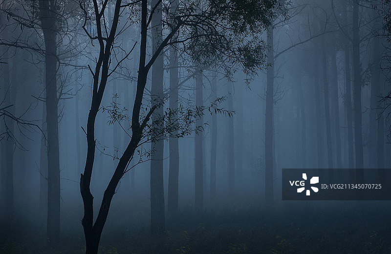浓雾中的树图片素材