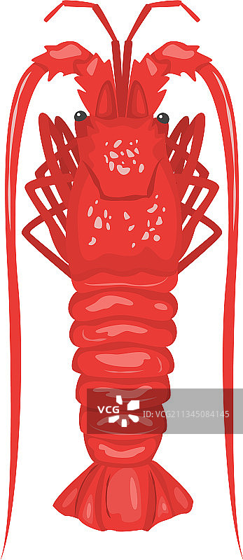 多刺龙虾或海螯虾图片素材