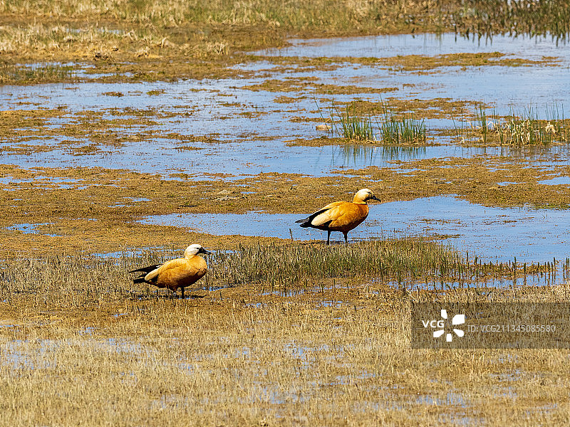 喜马拉雅山自然保护区图片素材