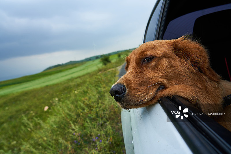 宠物狗趴在汽车车窗上向外看图片素材