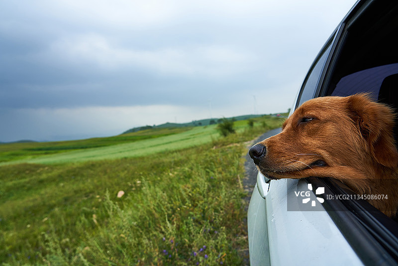 宠物狗趴在汽车车窗上向外看图片素材