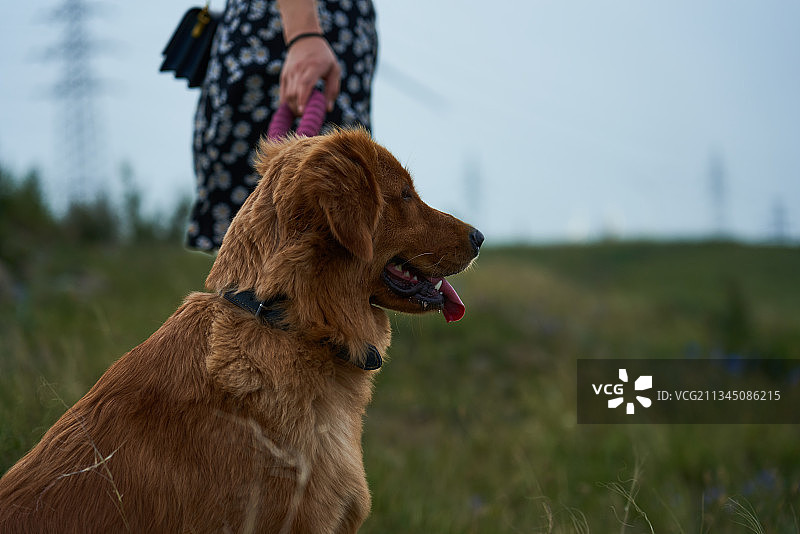 青年女人牵着宠物狗在草原上图片素材