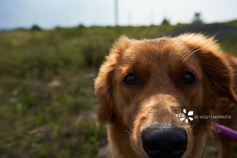 宠物狗在草原上眺望图片素材