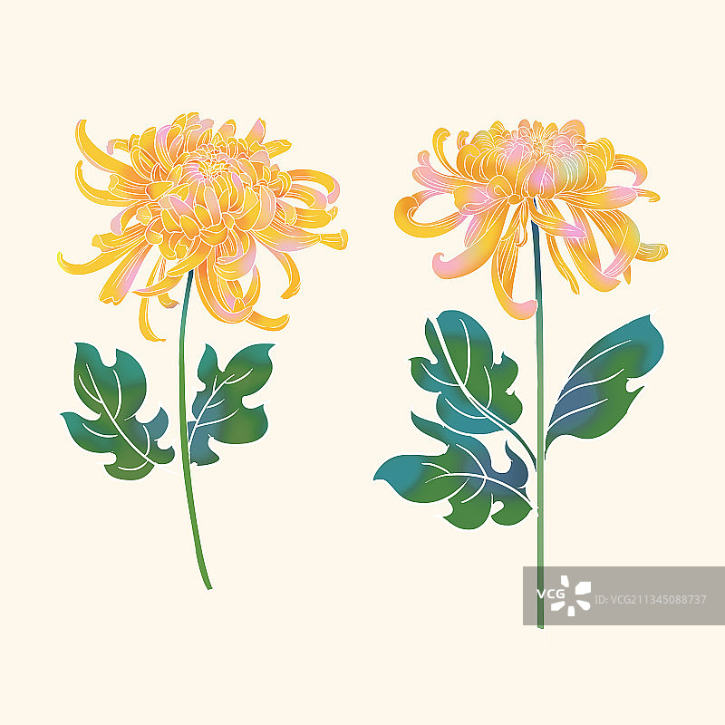 秋天菊花花朵插画元素图片素材