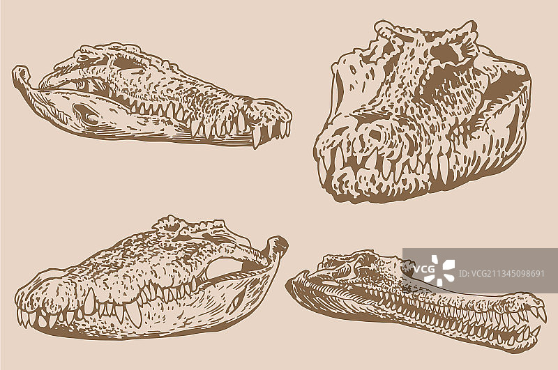 复古风格鳄鱼头骨图形（棕褐色）图片素材