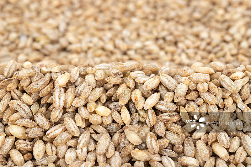 青稞米图片素材