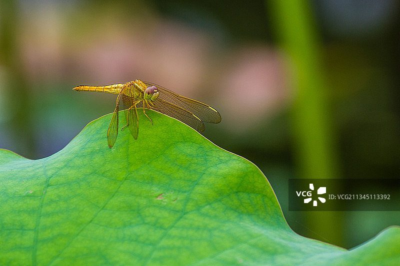 荷叶蜻蜓图片素材