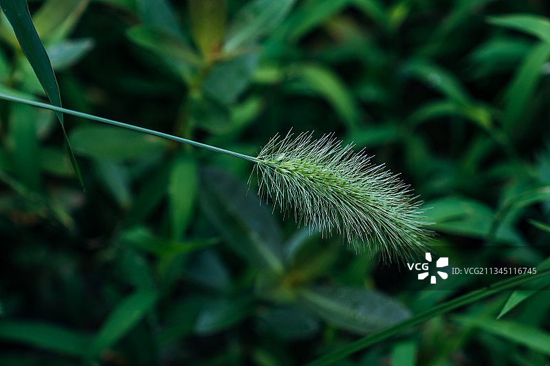 狗尾巴草图片素材