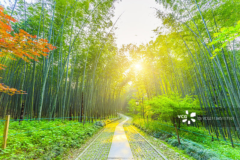 阳光绿竹林图片素材