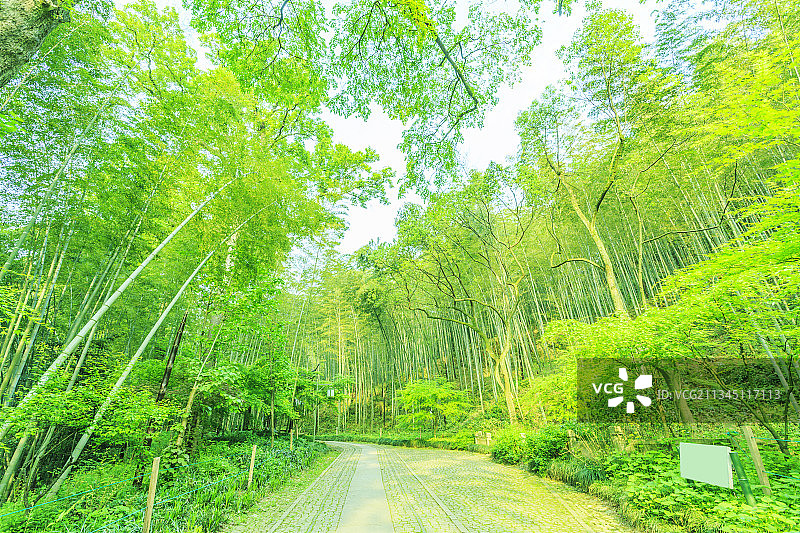 阳光绿竹林图片素材
