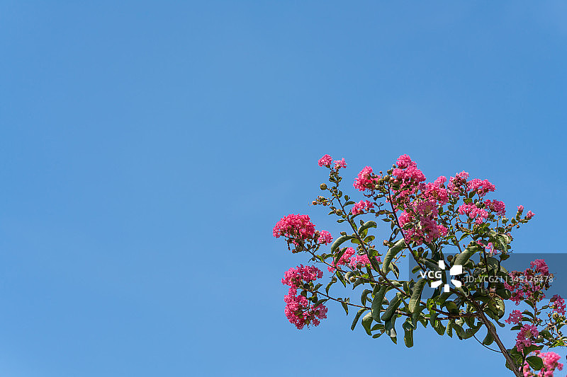 紫薇花、紫兰花、百日红图片素材