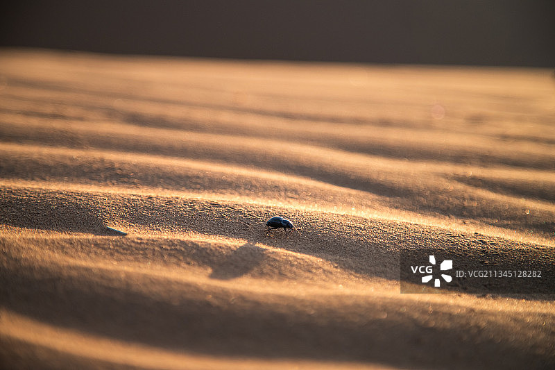 沙漠生命小动物沙漠甲虫图片素材
