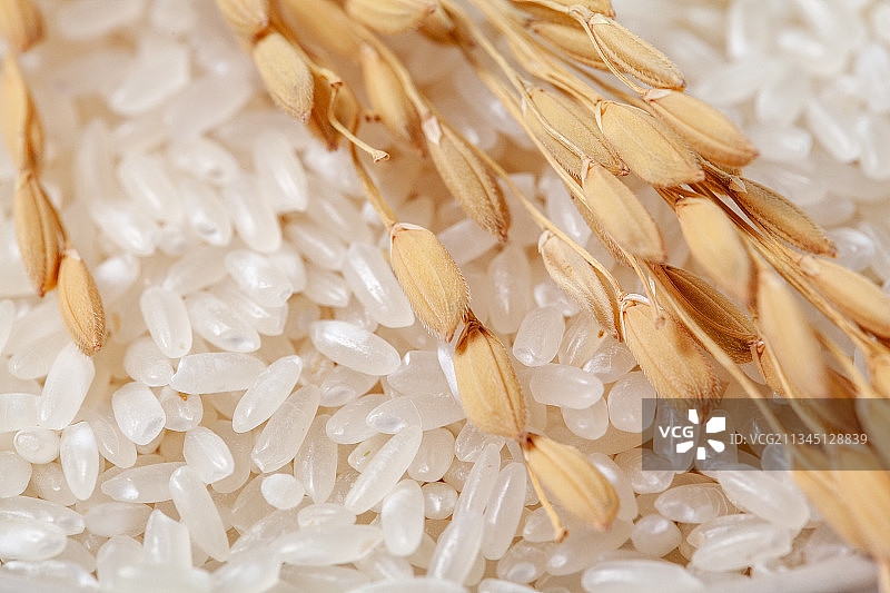 粮食大米粒特写图片素材