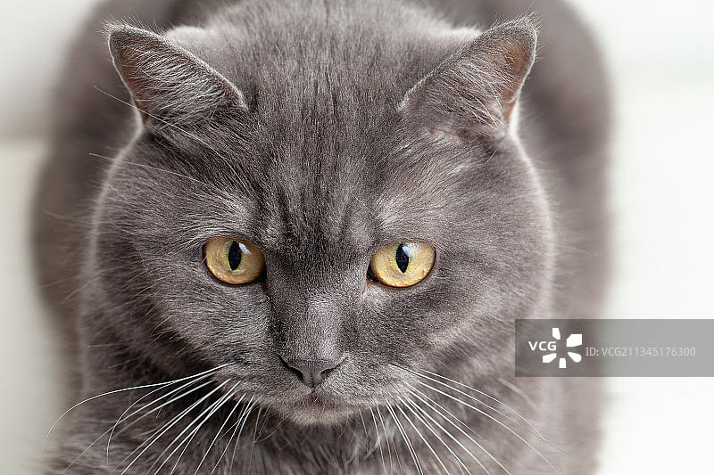 白色背景宠物猫肖像图片素材