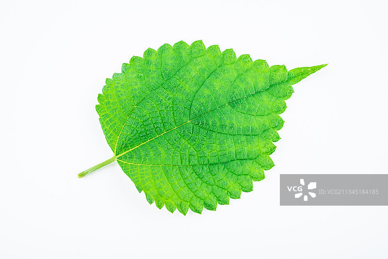 白背景上的苎麻叶图片素材