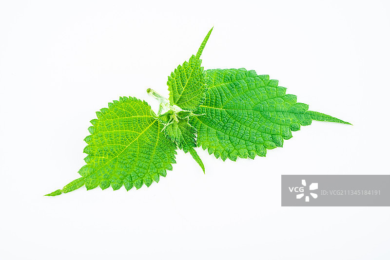 白背景上的苎麻叶图片素材