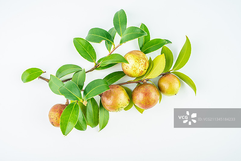 白背景上的油茶果图片素材