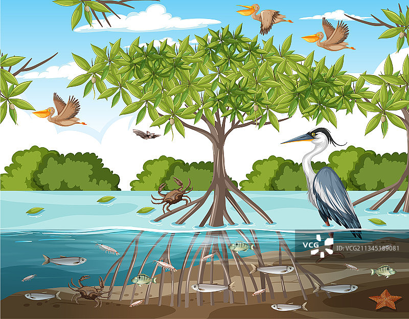 白天有动物的红树林场景图片素材