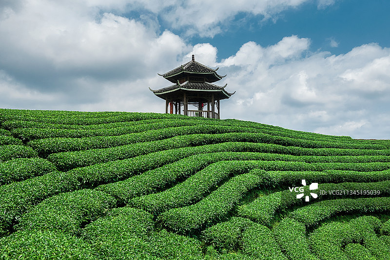 柳州布央仙人山茶山茶园夏季自然风光图片素材