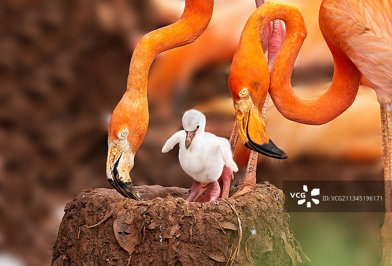 火烈鸟母爱图片素材