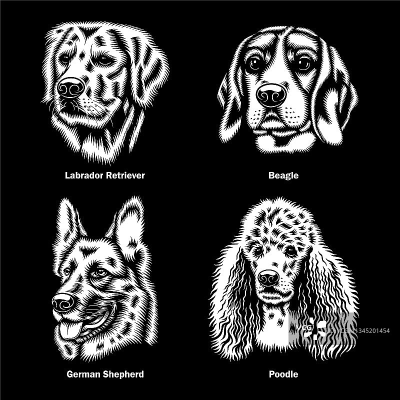 不同品种的狗头图形图片素材