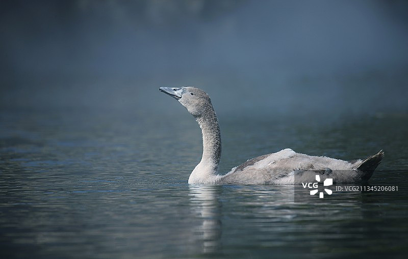 小天鹅图片素材