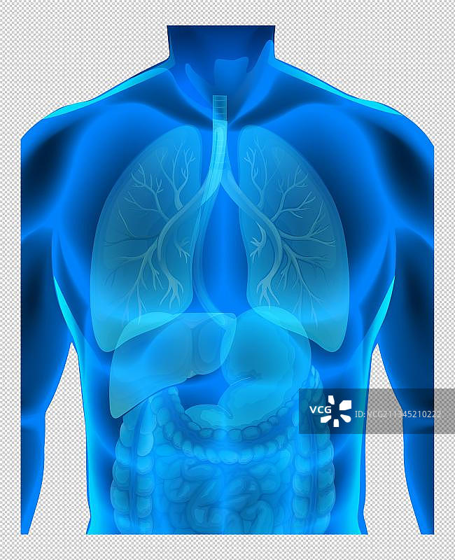 人体内脏透视图免抠素材图片素材