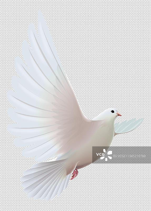 白色鸽子免抠元素图片素材