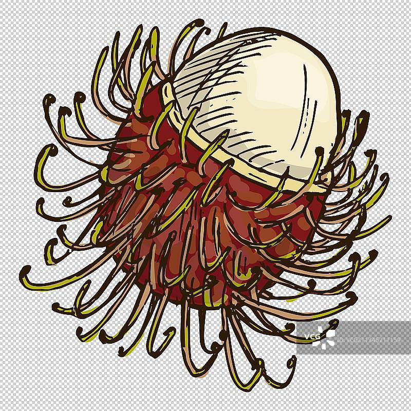 剥壳红毛丹水果图片素材