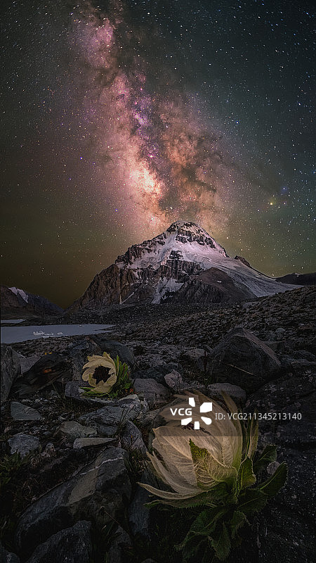 雪莲映星辰图片素材