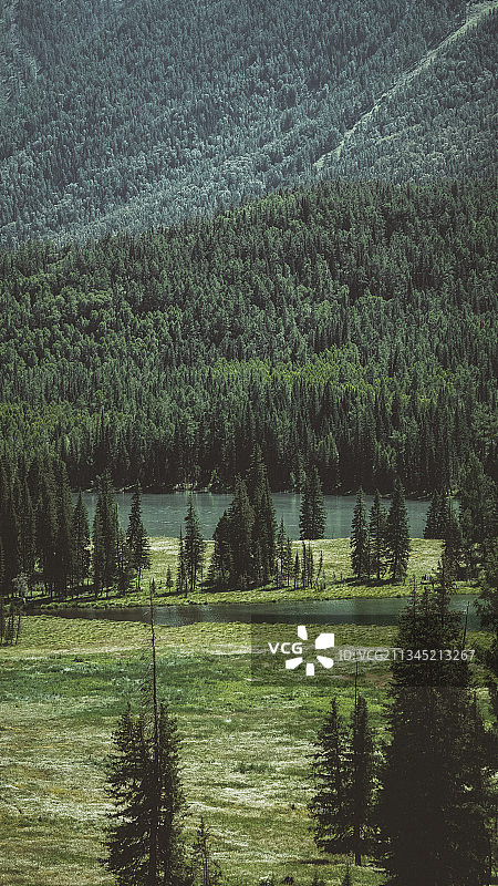 喀纳斯图片素材