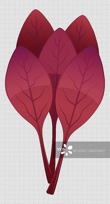 苋菜插画图片素材