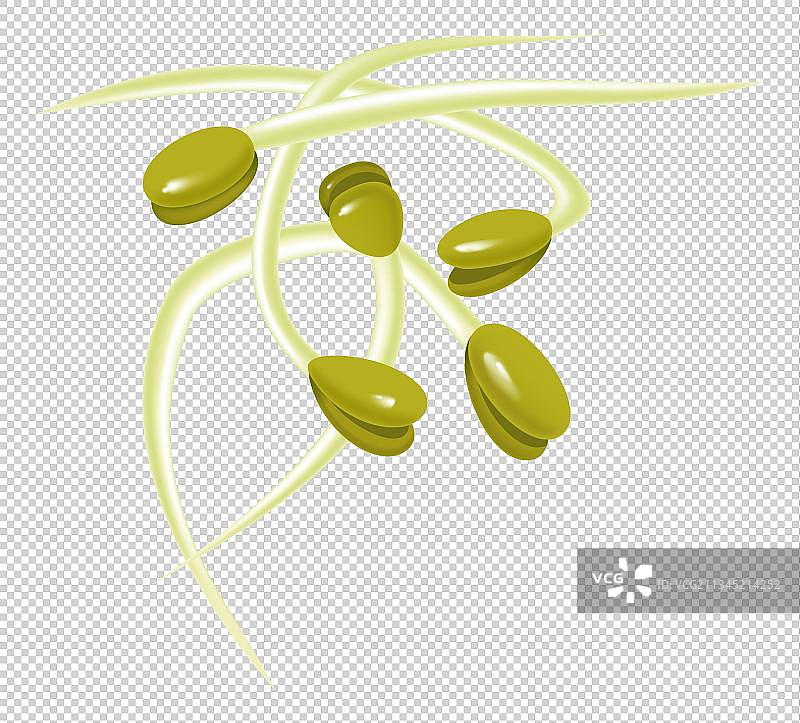 新鲜绿豆芽图片素材