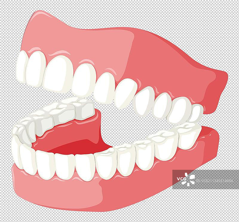 假牙模型图片素材