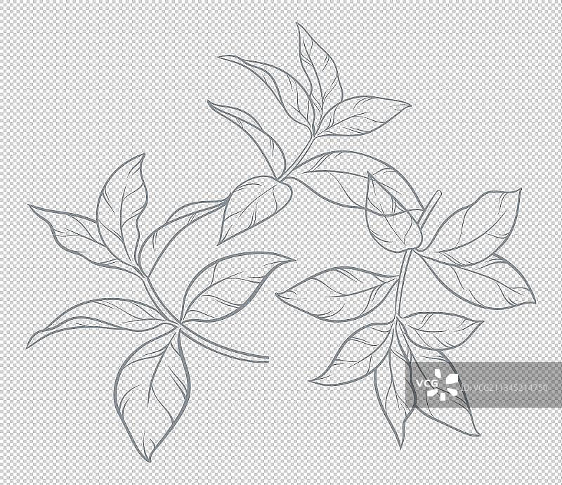 手绘线条茶叶图片素材