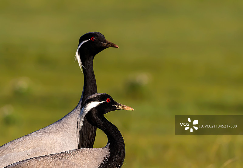蓑羽鹤图片素材