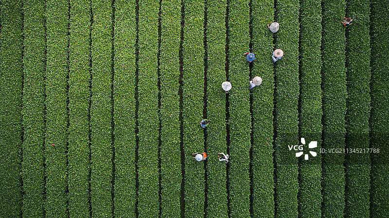 茶园采茶图片素材