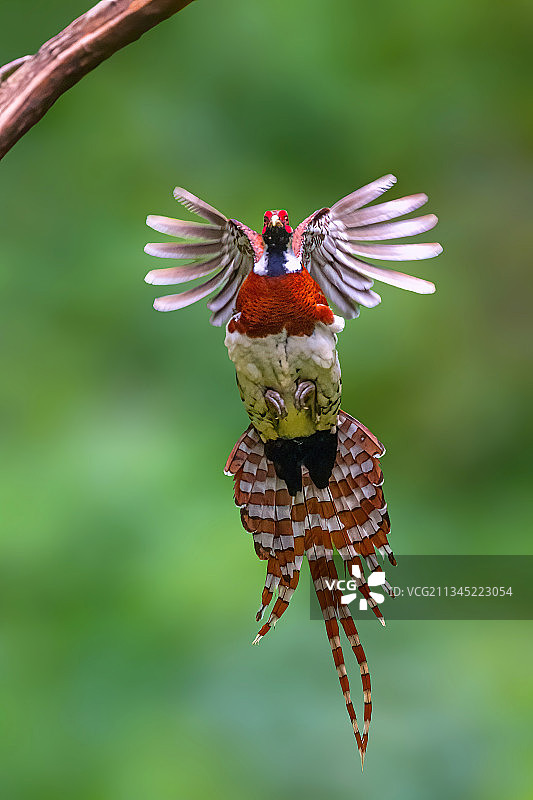 白颈长尾雉图片素材