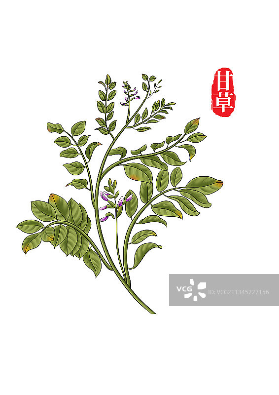 植物养生食材中草药手绘甘草插画图片素材