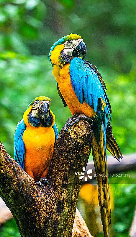 金刚鹦鹉图片素材