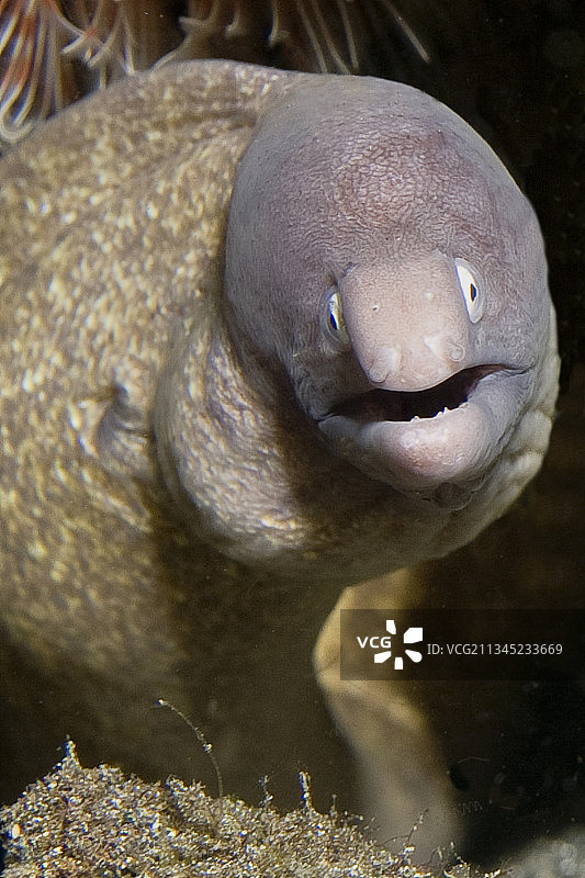 白眼海鳗特写图片素材