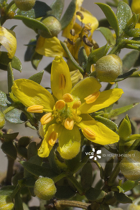 Creosote Bush花图片素材