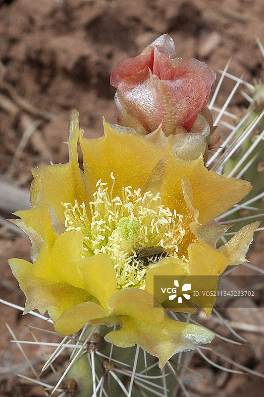 灰熊与仙人掌花图片素材