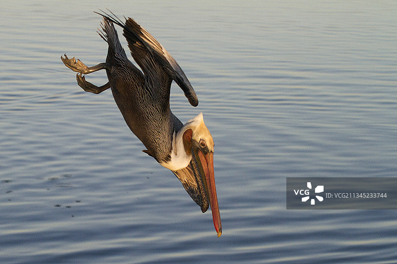褐鹈鹕潜水捕鱼图片素材