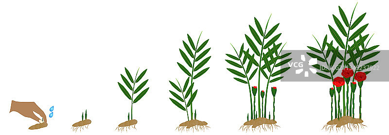 增长的暹罗玫瑰角姜循环图片素材