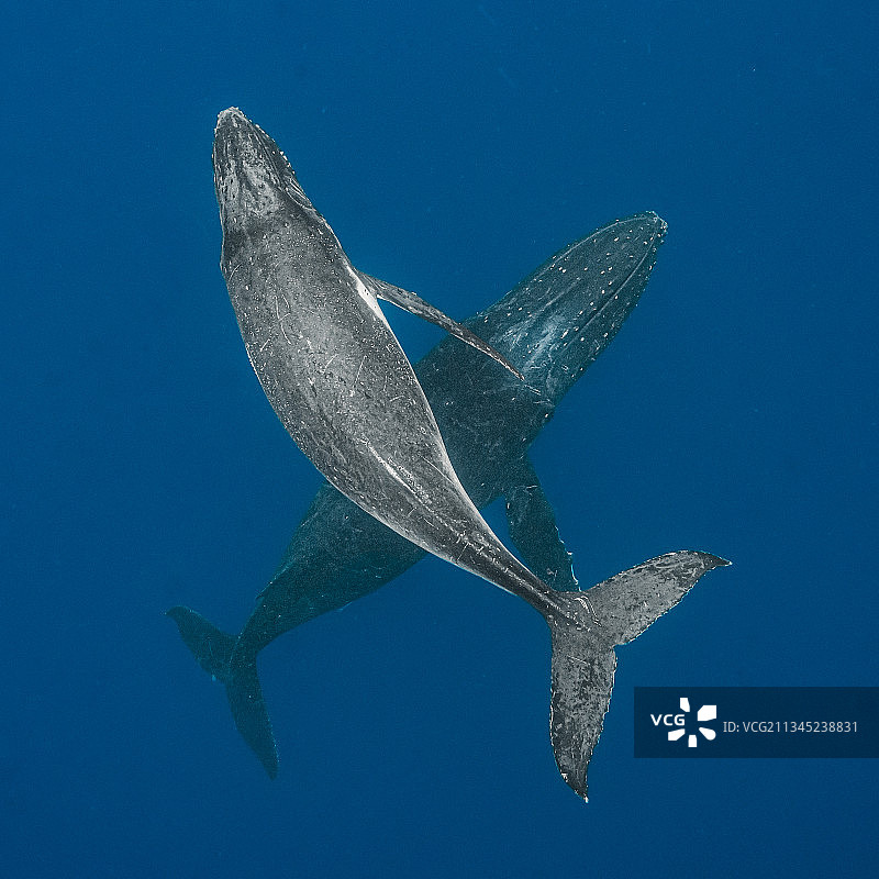 两只座头鲸图片素材