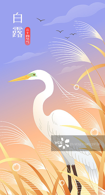 白鹭和芦苇插画图片素材
