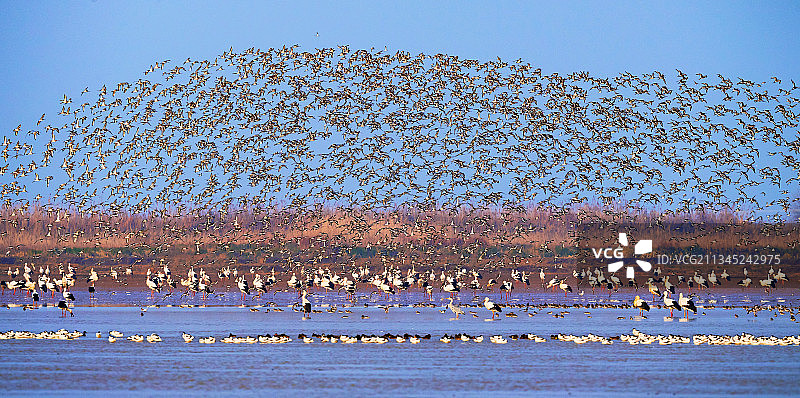 候鸟部落图片素材